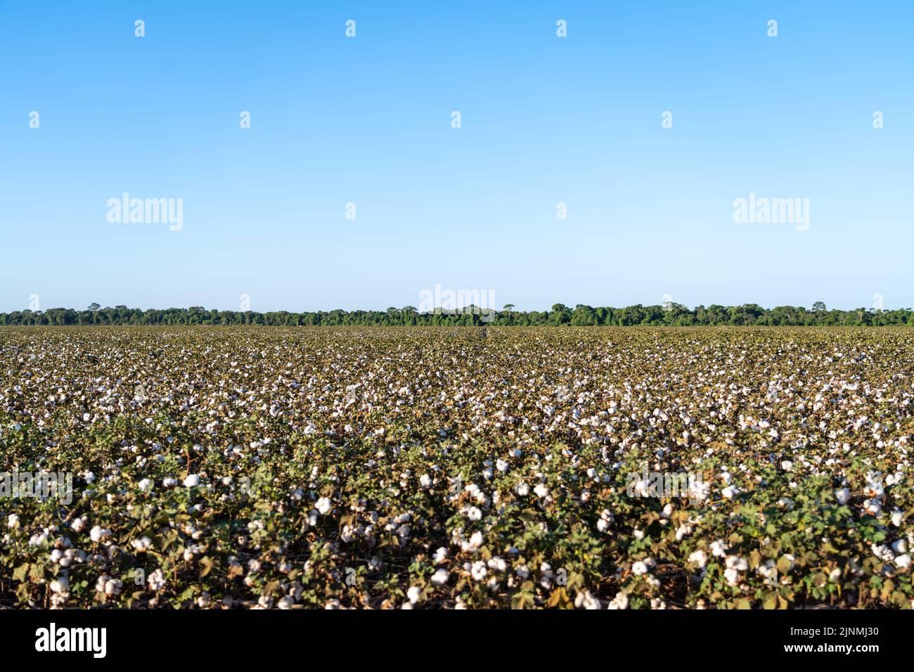 Belle vue sur le champ de plantation de la ferme de coton au moment de la récolte à Mato Grosso, au Brésil, en été ensoleillé. agriculture, écologie, environnement concept Banque D'Images