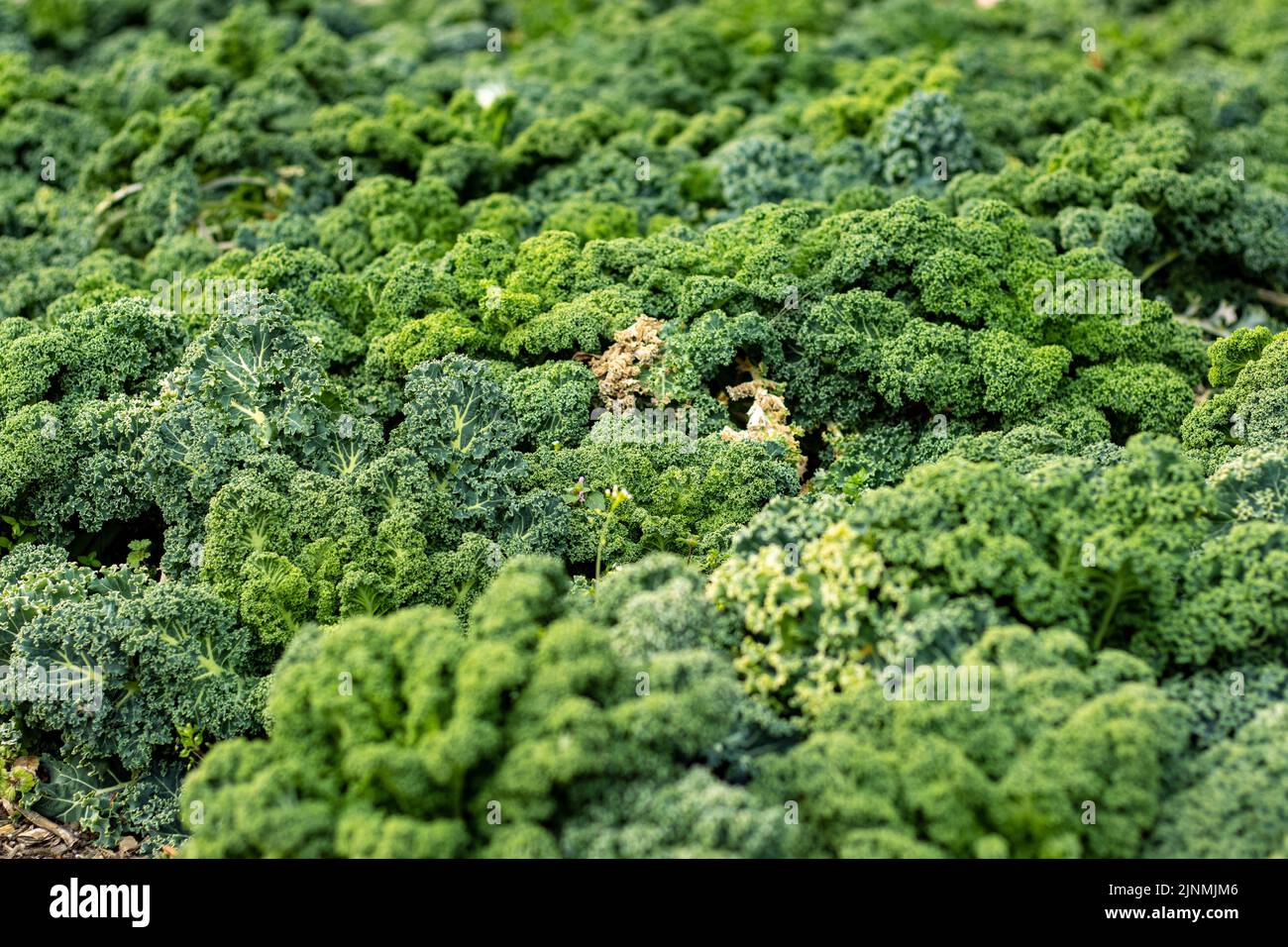 Plantes vertes de kale dans le jardin Banque D'Images