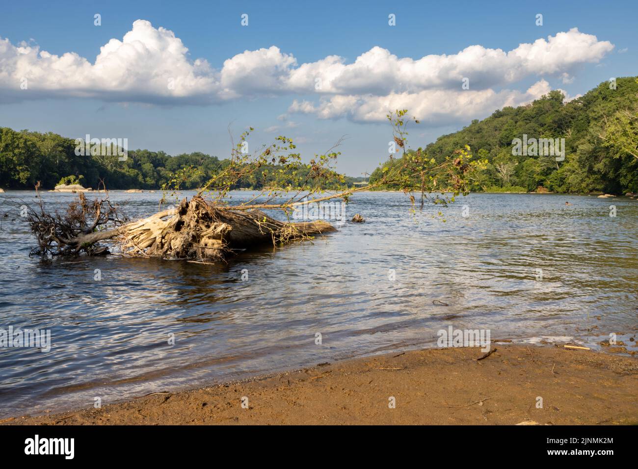 Le bois a été lavé à terre sur le fleuve Potomac Banque D'Images