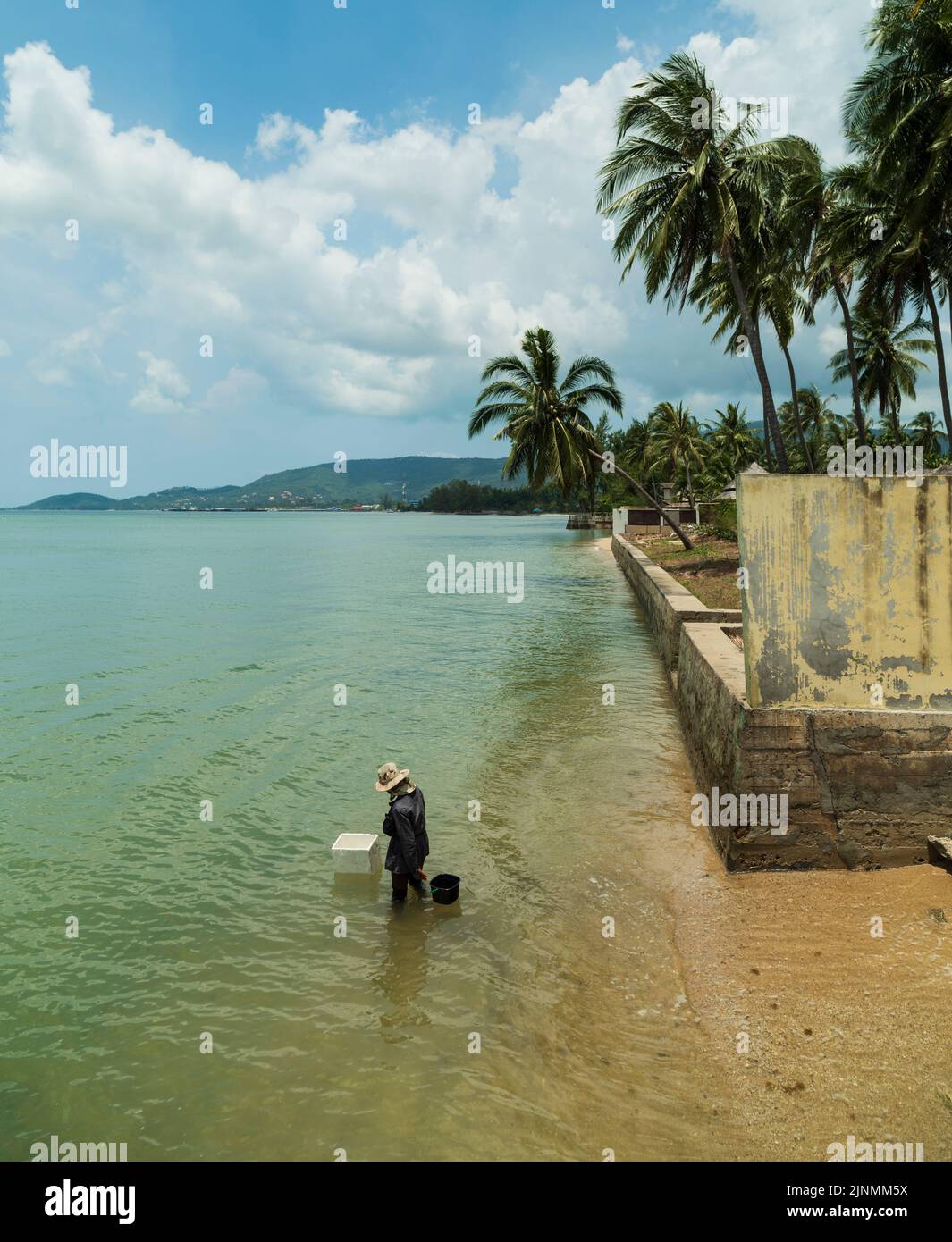 ÎLE DE KOH SAMUI, THAÏLANDE. 26 mars 2016; vie locale sur l'île de Samui. Femme pêcheur collectant des moules. Banque D'Images
