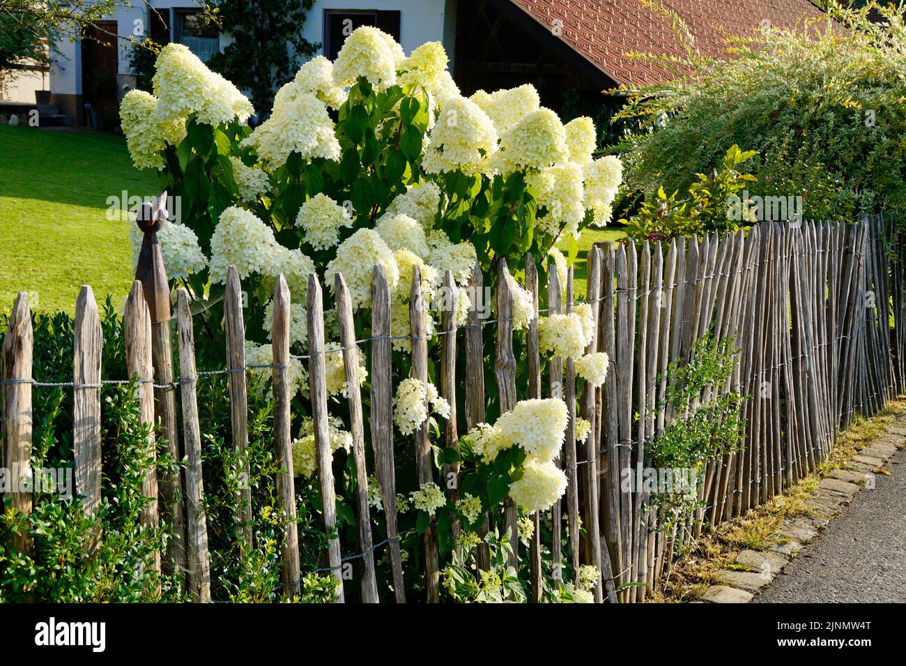 Le jardin d'été du village alpestre bavarois de Steingaden, Allgaeu, en Allemagne, fleurit à la végétation luxuriante d'Hydrangea paniculata 'Limelight' Banque D'Images