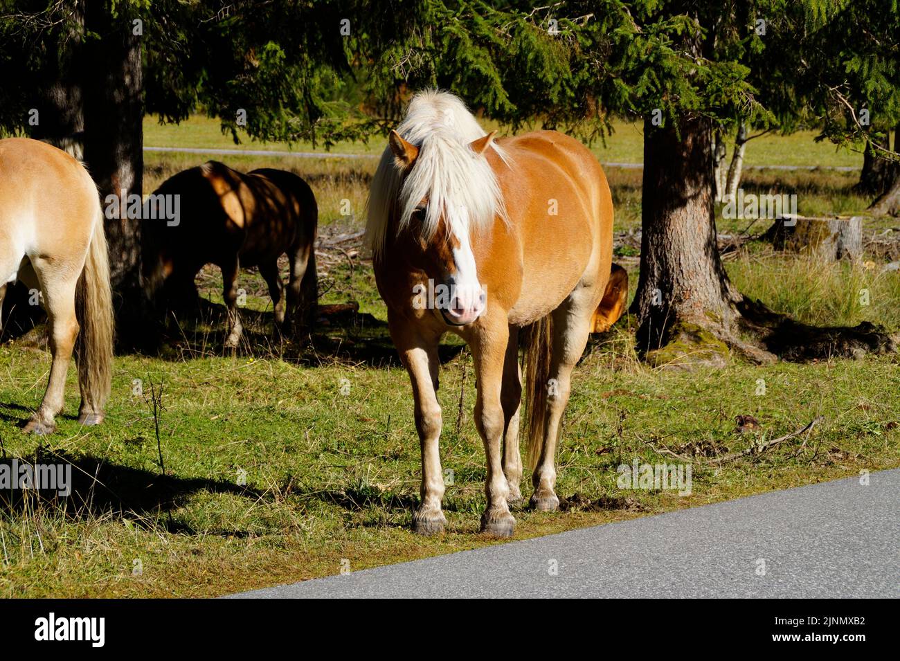 Une belle jument palomino sauvage avec une manne blonde dans la région de Gramai Alm dans les Alpes, Autriche Banque D'Images