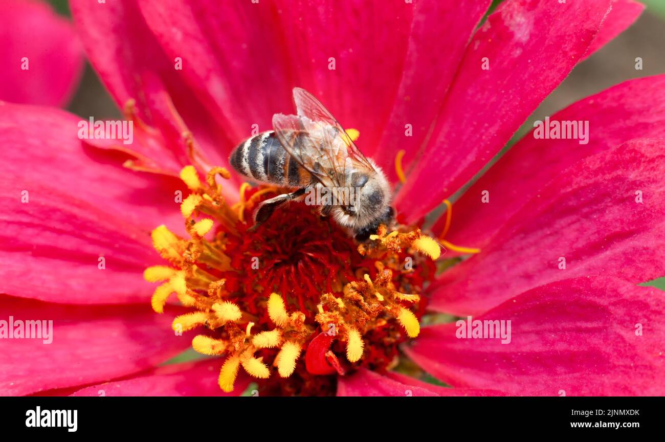 Gros plan d'une abeille sur une fleur rose. Banque D'Images