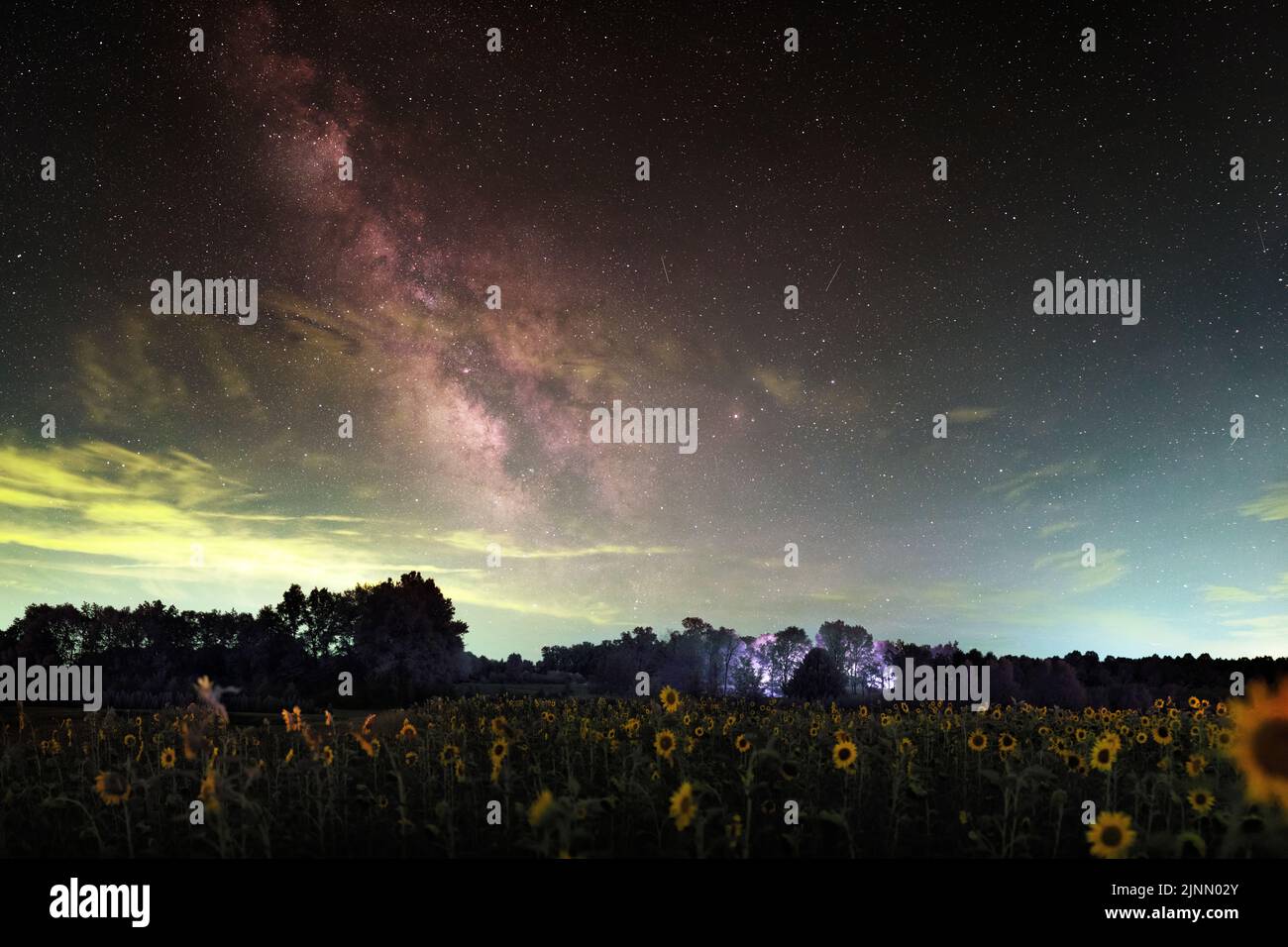 Un champ de tournesols courts sous notre galaxie laiteuse vue de l'Indiana. Les nuages obscurcissent partiellement les étoiles. Contient de la pollution par la lumière verte. Banque D'Images