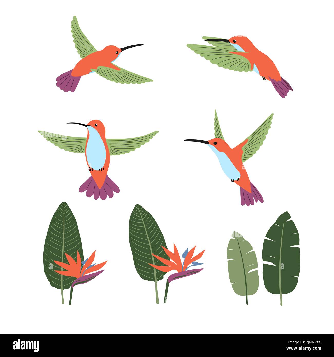 Ensemble de mignons colibris de dessin animé et strelitzia . Collection vectorielle d'oiseaux et de plantes tropicales. Illustration de Vecteur