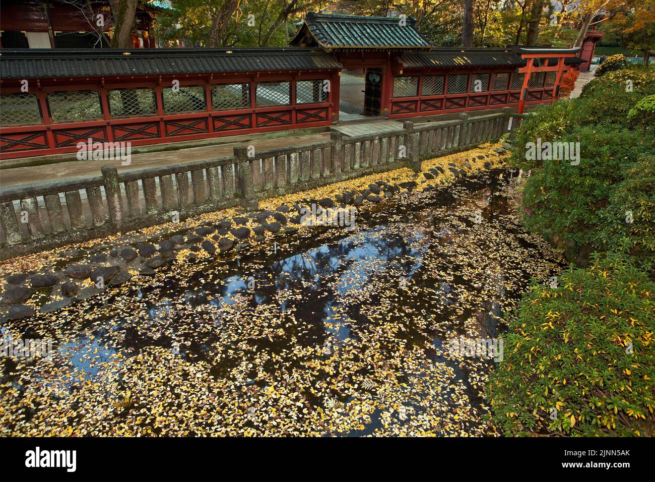 Porte et feuilles de ginko sur l'étang Autumn Nezu Shrine Bunkyo Tokyo Japon Banque D'Images
