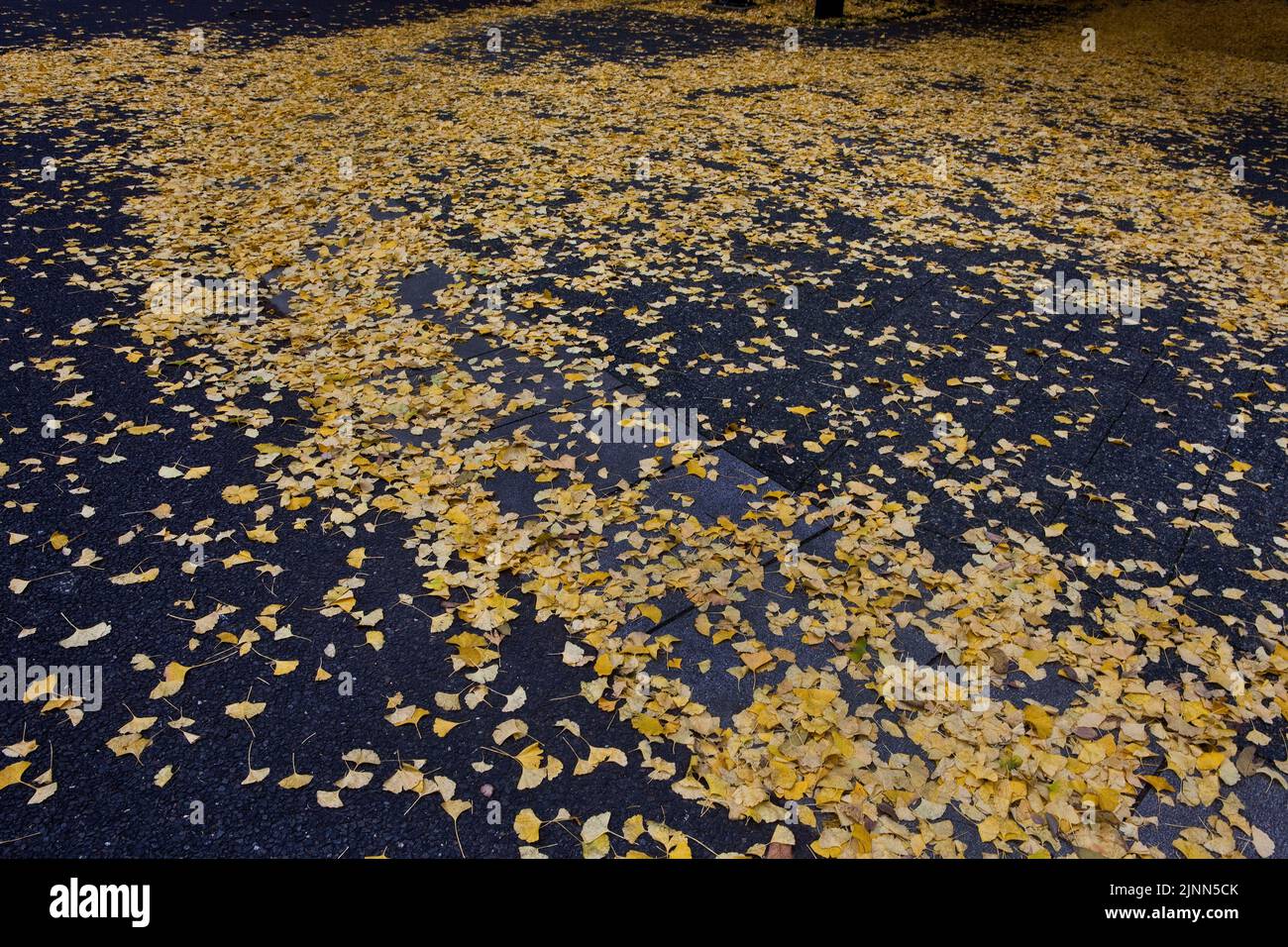 Ginko laisse sur le trottoir automne Rinshoin Temple Hongo Tokyo Japon Banque D'Images