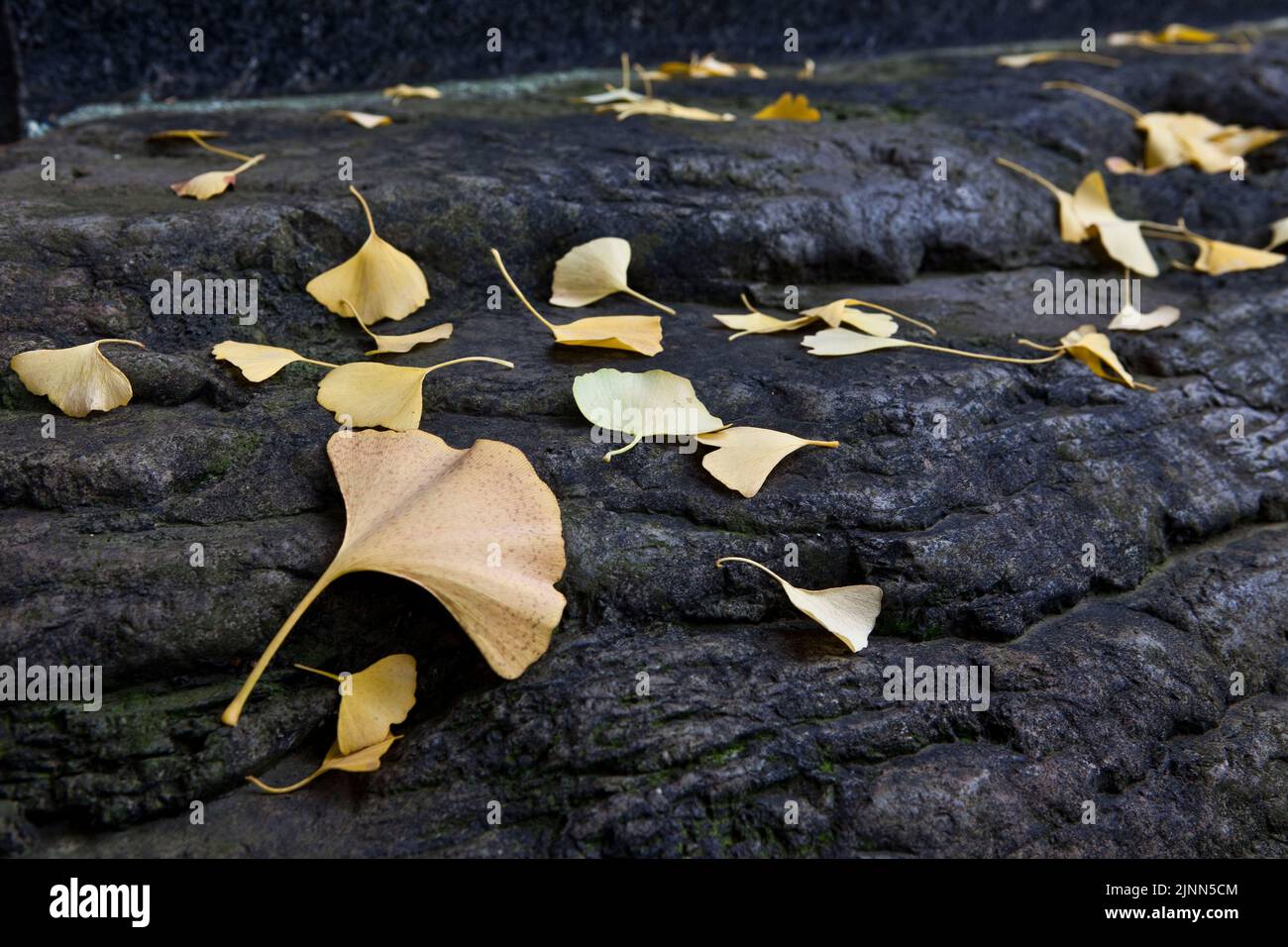 Feuilles de ginko sur pierre automne Yushima Shrine Tokyo Japon Banque D'Images