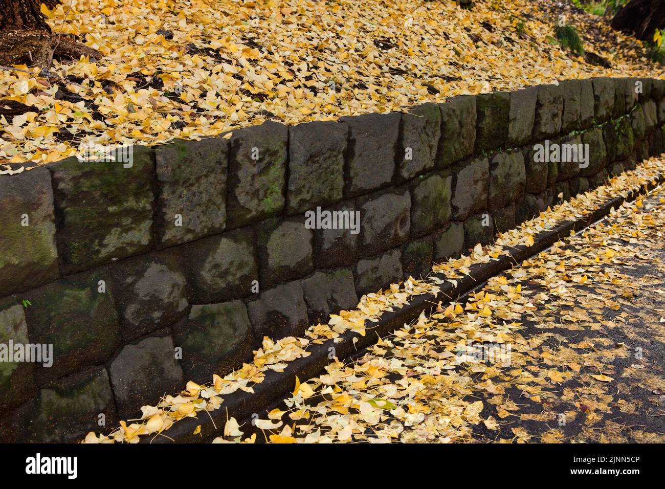 Ginko Leaves automne rock Wall Parc Ueno Tokyo Japon Banque D'Images