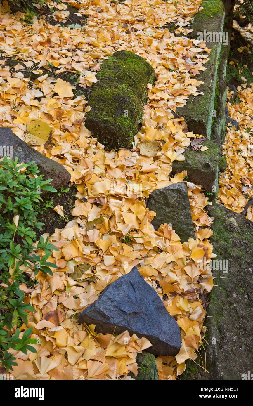 Ginko Leaves Autumn Yushima Shrine Tokyo Japon Banque D'Images