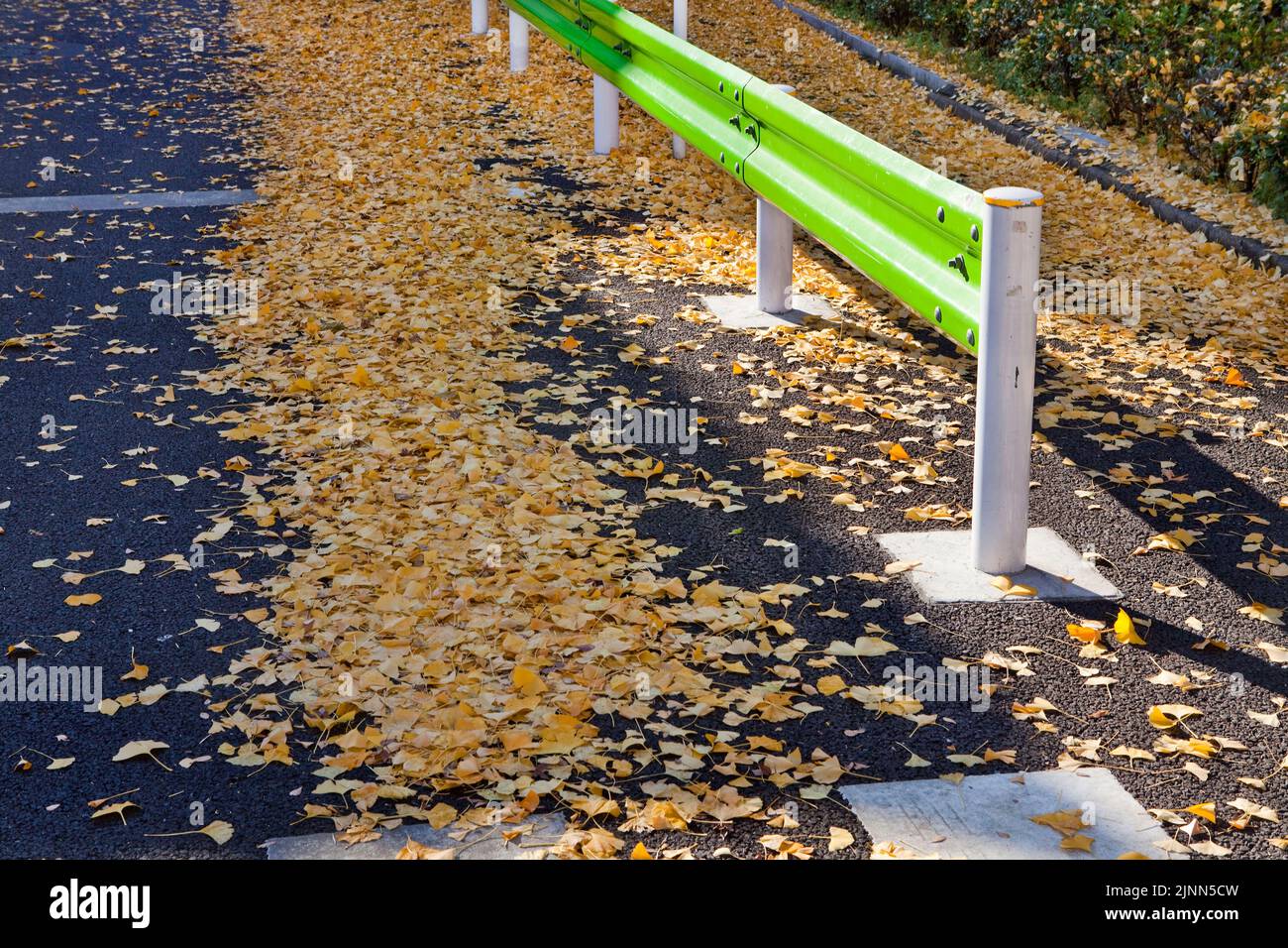 Ginko Leaves Green Barrier Nezu Tokyo Japan Banque D'Images