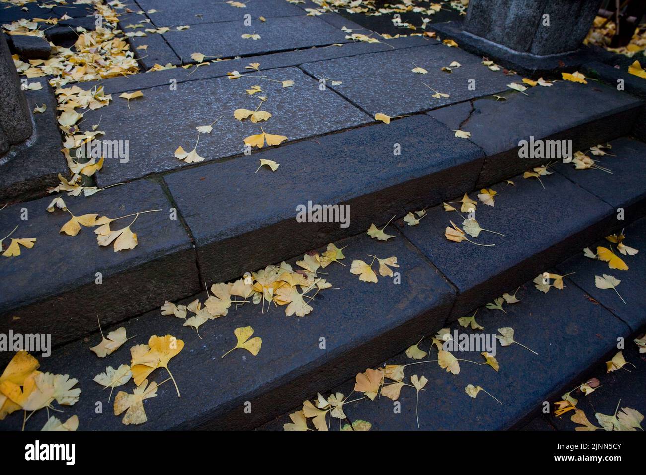 Ginko Leaves Steps Gojo Tenjin Shrine Ueno Tokyo Japan Banque D'Images