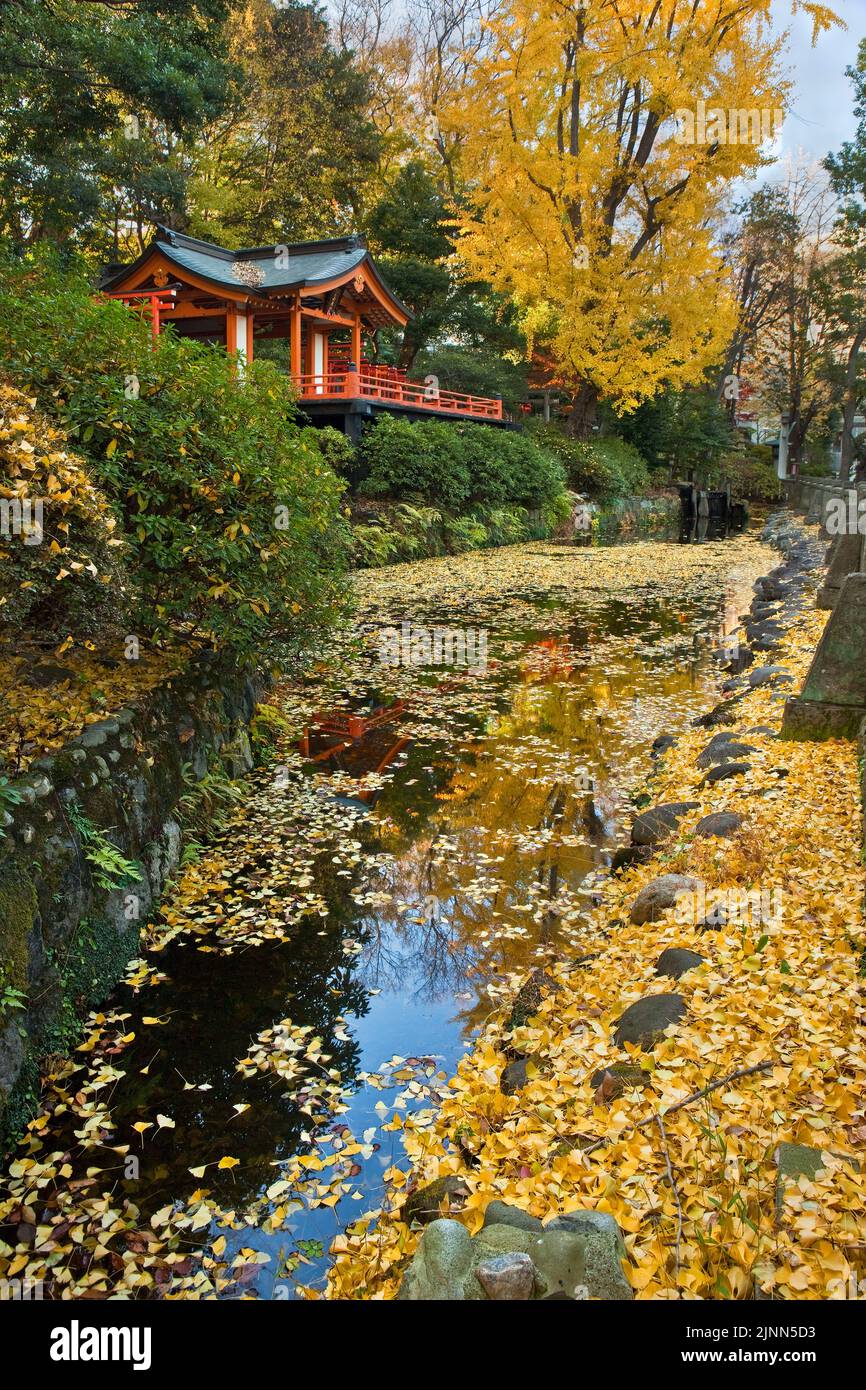 Ginko Tree and Leaves Pond Autumn Nezu Shrine Bunkyo Tokyo Japon Banque D'Images