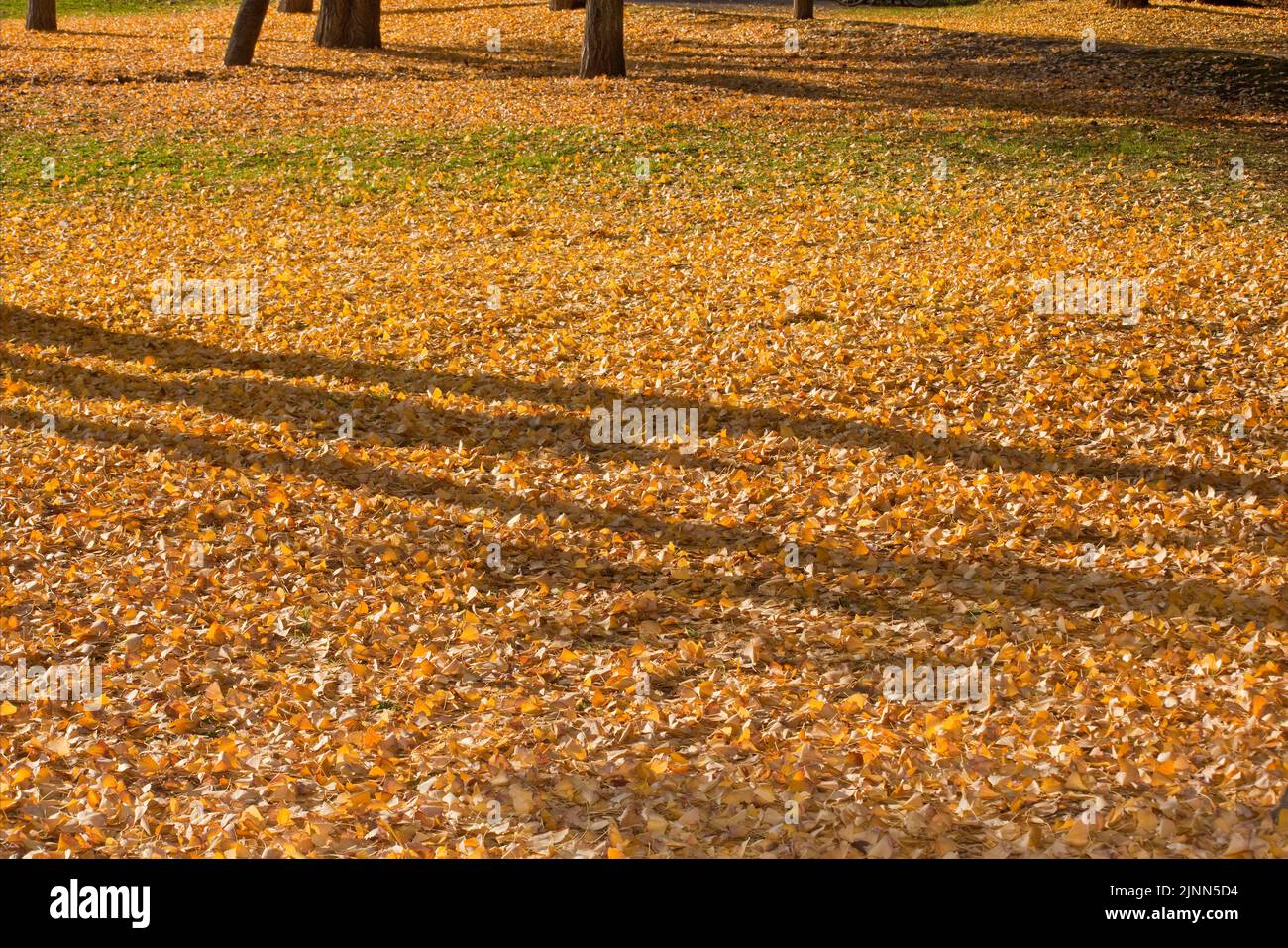 Arbre ginko feuilles ombres automne Jardins Kiyosumi Tokyo Japon 2 Banque D'Images