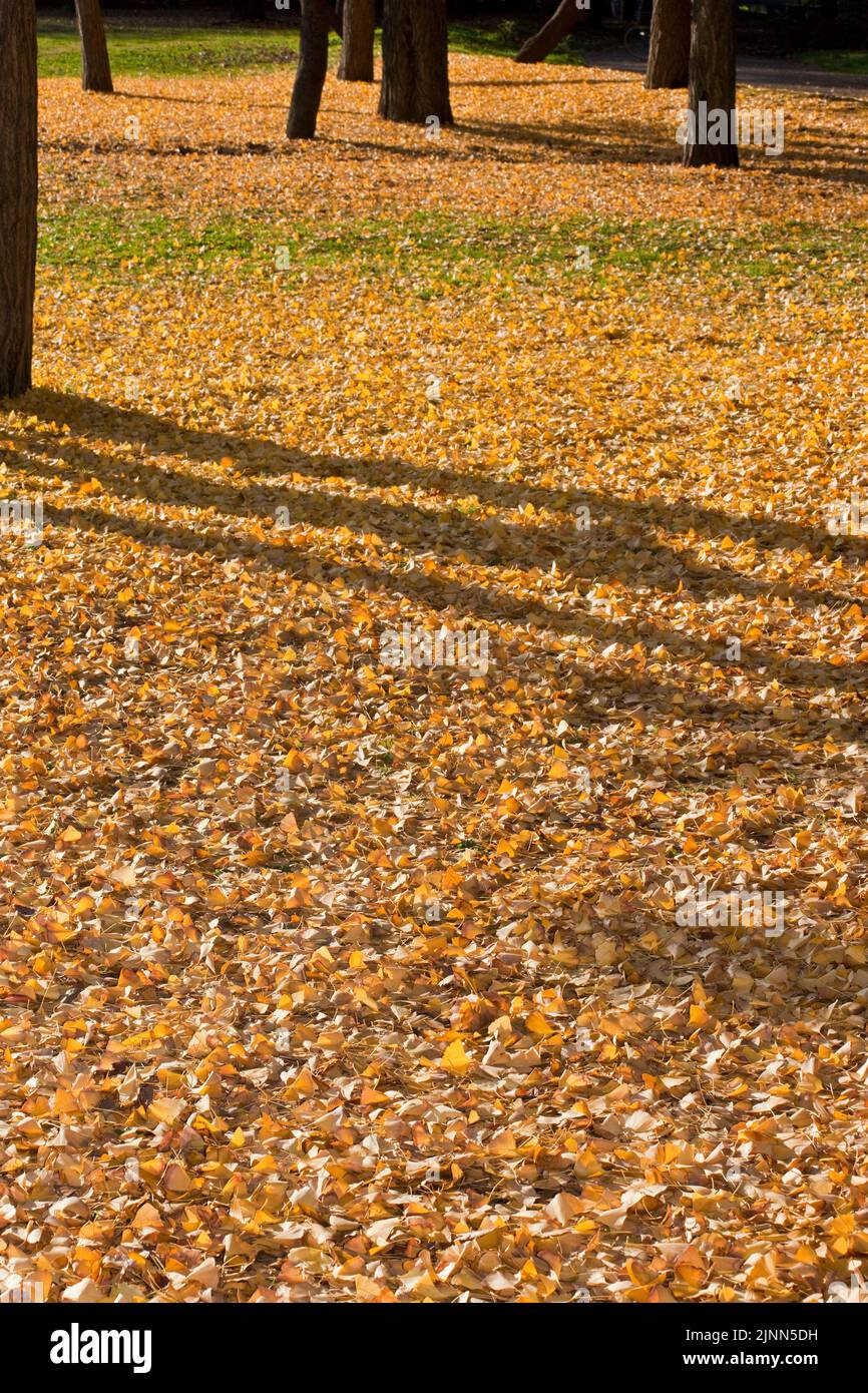 Arbre ginko feuilles ombres automne Jardins Kiyosumi Tokyo Japon 3 Banque D'Images