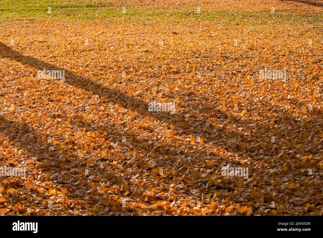 Arbre ginko feuilles ombres automne Jardins Kiyosumi Tokyo Japon Banque D'Images