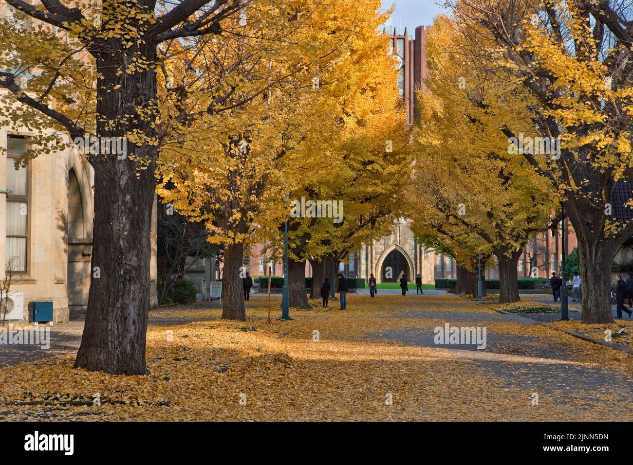 Ginko Trees Yasuda Hall Tokyo University Tokyo Japon Banque D'Images