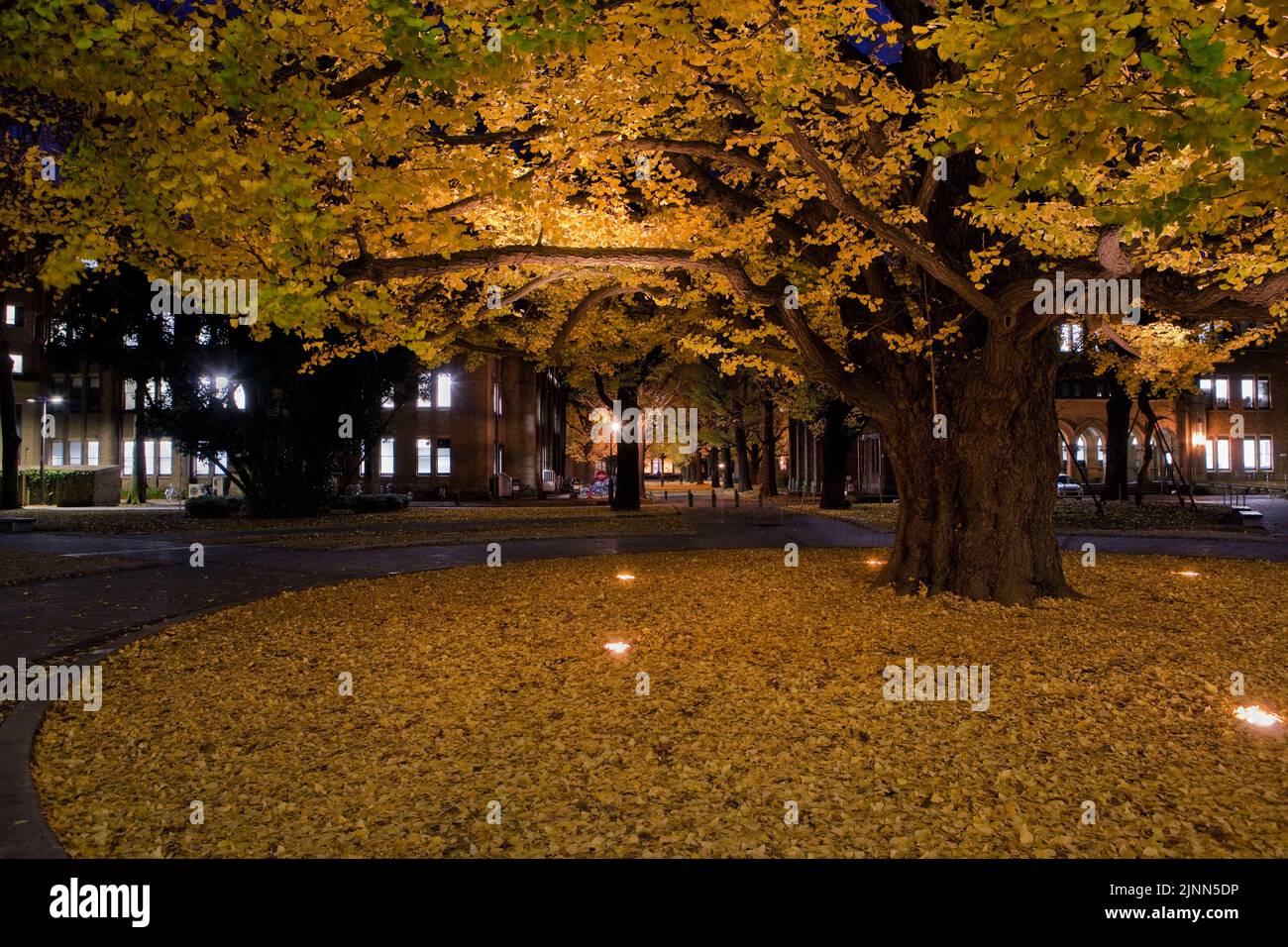 Ginko Tree automne soirée Université de Tokyo Tokyo Japon Banque D'Images