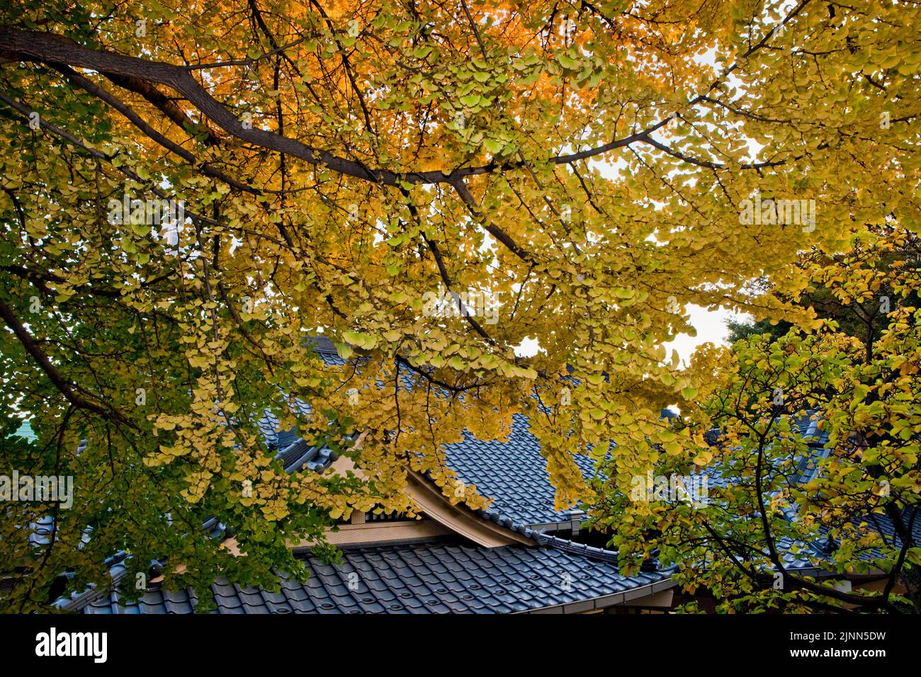 Ginko Leaves automne Shinto Shrineroof Tokyo Japon Banque D'Images