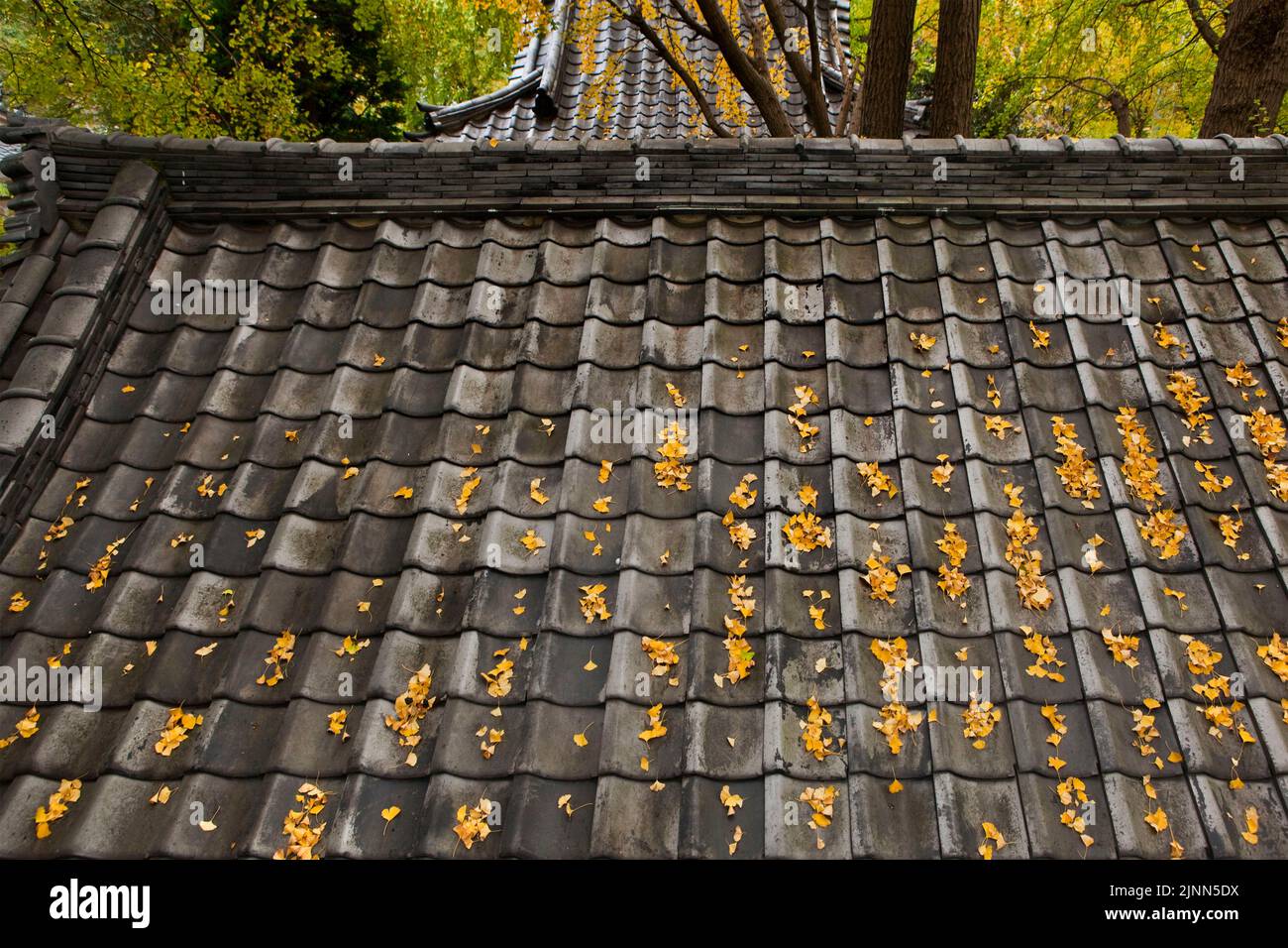 Ginko Leaves Autumn Shinto Shrine Roofs Tokyo Japon Banque D'Images