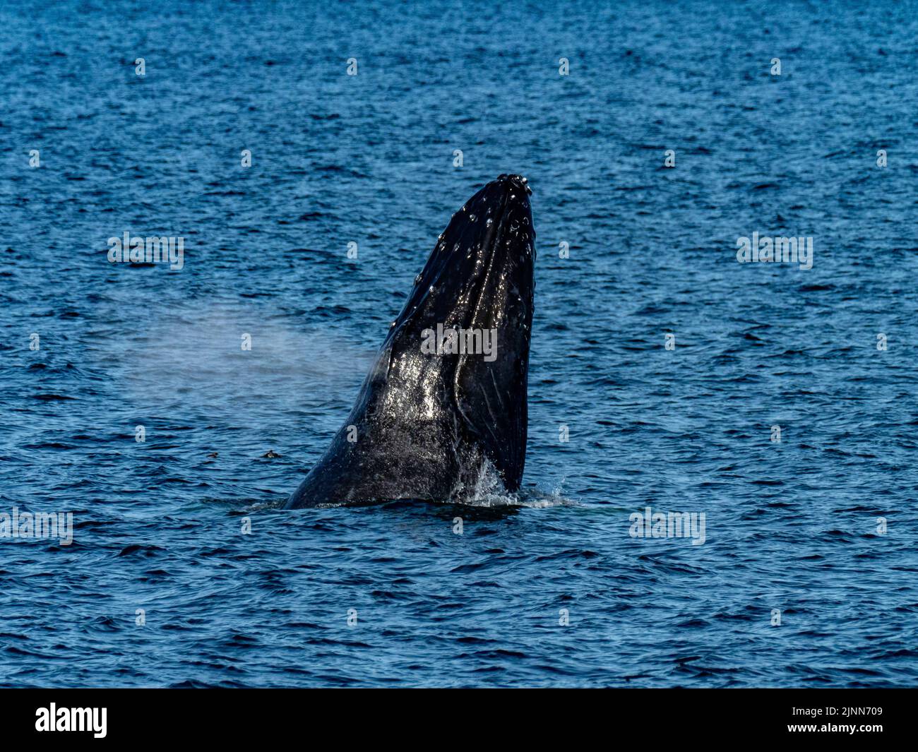 Baleine à bosse, Megaptera novaeangliae, qui braque dans les eaux du sud-est de l'Alaska, aux États-Unis Banque D'Images