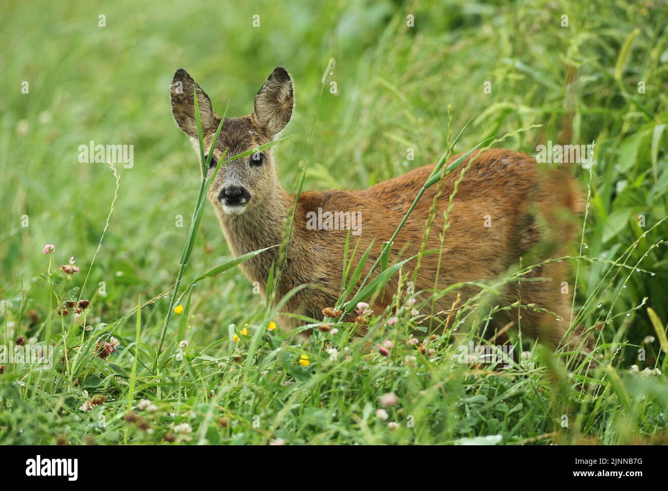 Le cerf de Virginie (Capranolus capranolus) fraie dans le pré d'été, Basse-Autriche, Autriche Banque D'Images