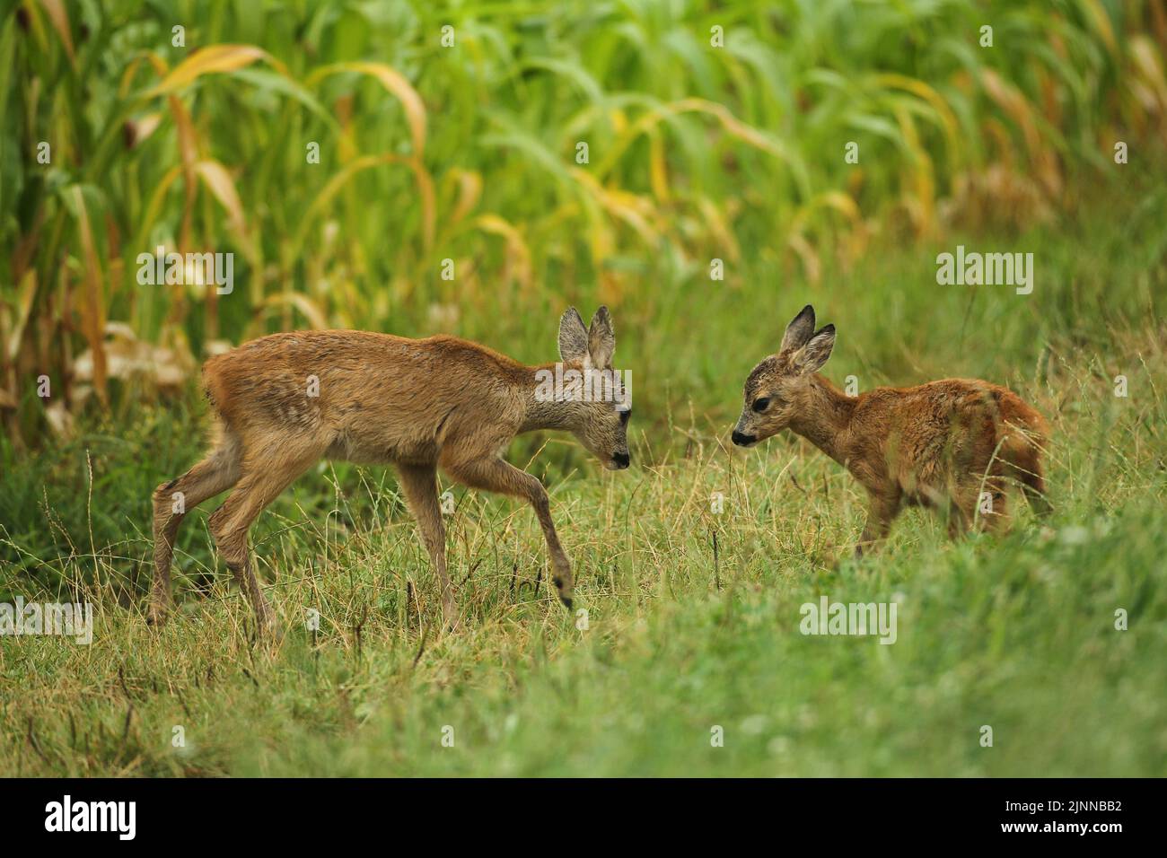 Fougères européennes (Capranolus capranolus) jouant dans le pré d'été, Basse-Autriche, Autriche Banque D'Images