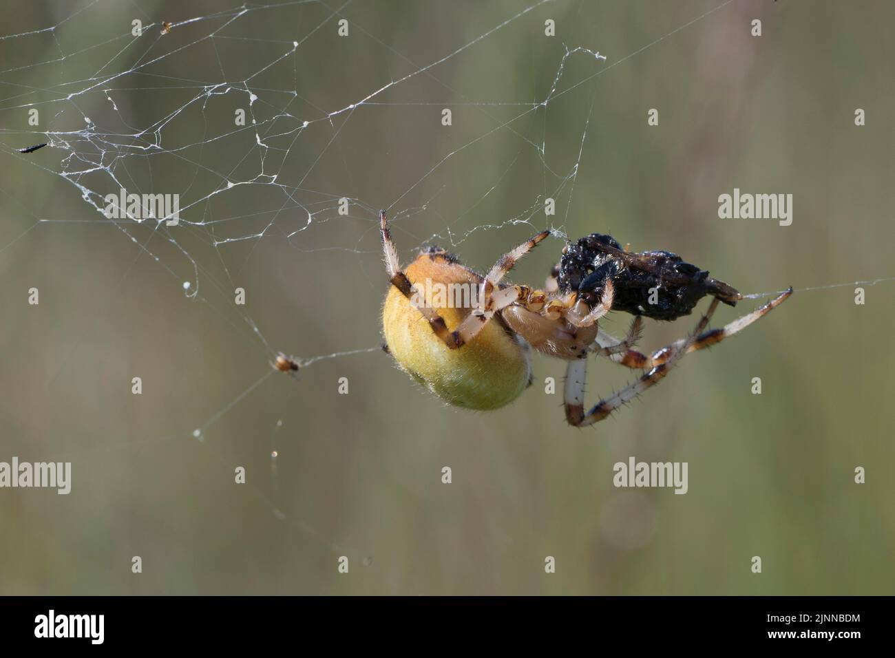 Orb weaver à quatre points (Araneus quadratus), Emsland, Basse-Saxe, Allemagne Banque D'Images