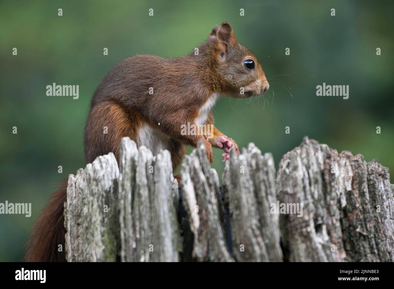 Écureuil rouge eurasien (Sciurus vulgaris), Emsland, Niedersachsen, Allemagne Banque D'Images