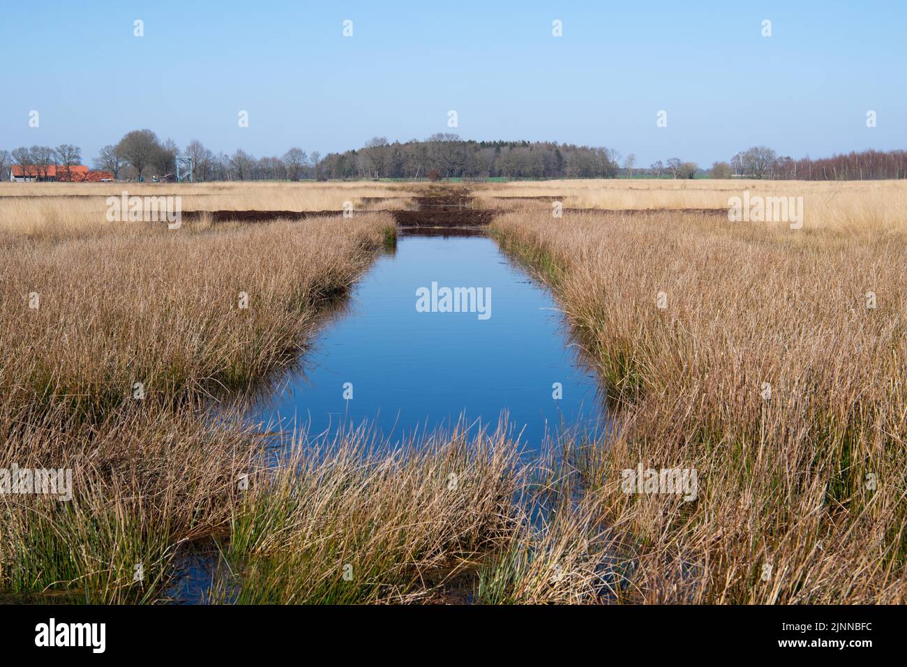 Resouillage de Bockholter dose, barrages nouvellement construits pour contenir plus d'eau dans la réserve naturelle, Basse-Saxe, Allemagne Banque D'Images