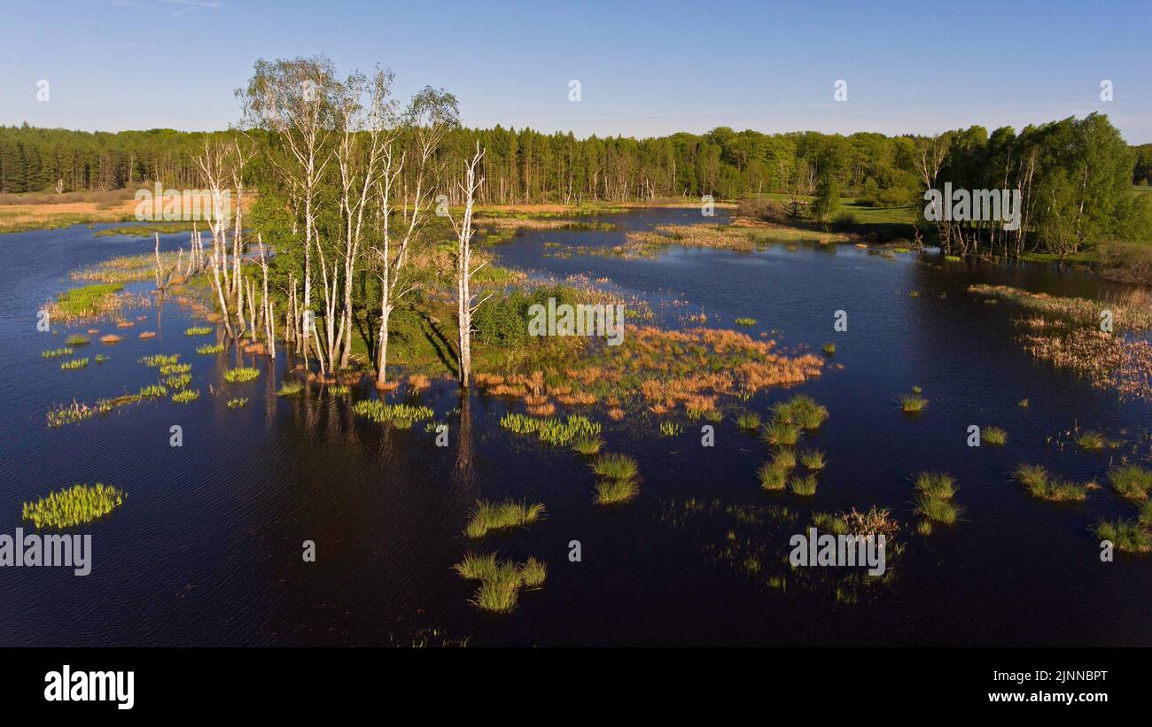 Feldberger Seenlandschaft, Moor, tir de drone, Mecklenburg-Ouest Pomerania, Allemagne Banque D'Images
