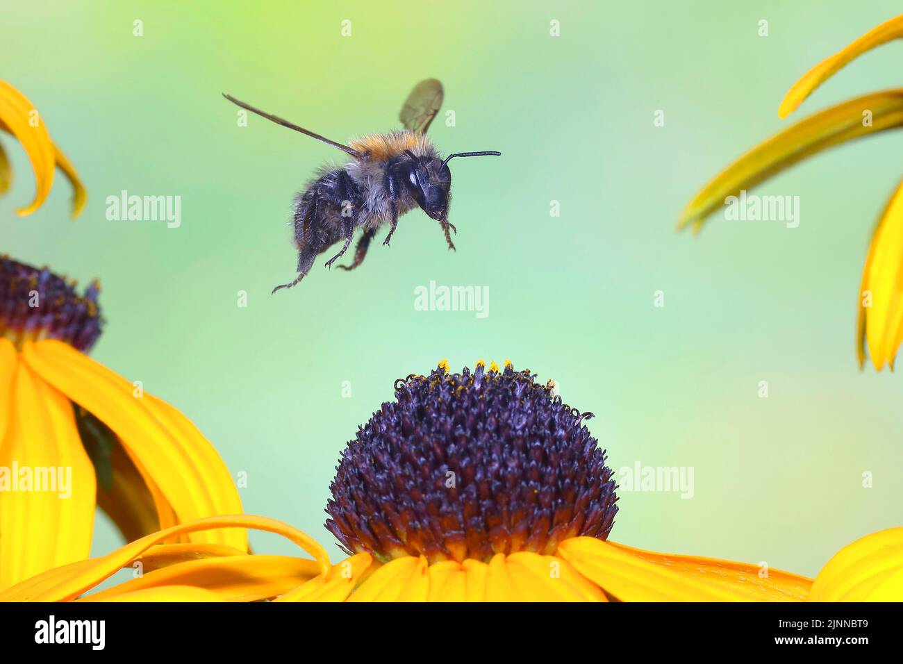 Carder-abeille commune (Bombus pascuorum), volant au-dessus de coneflower (Echinacea paradoxa), photo de la nature à grande vitesse, entre la lavande commune (Lavandula Banque D'Images