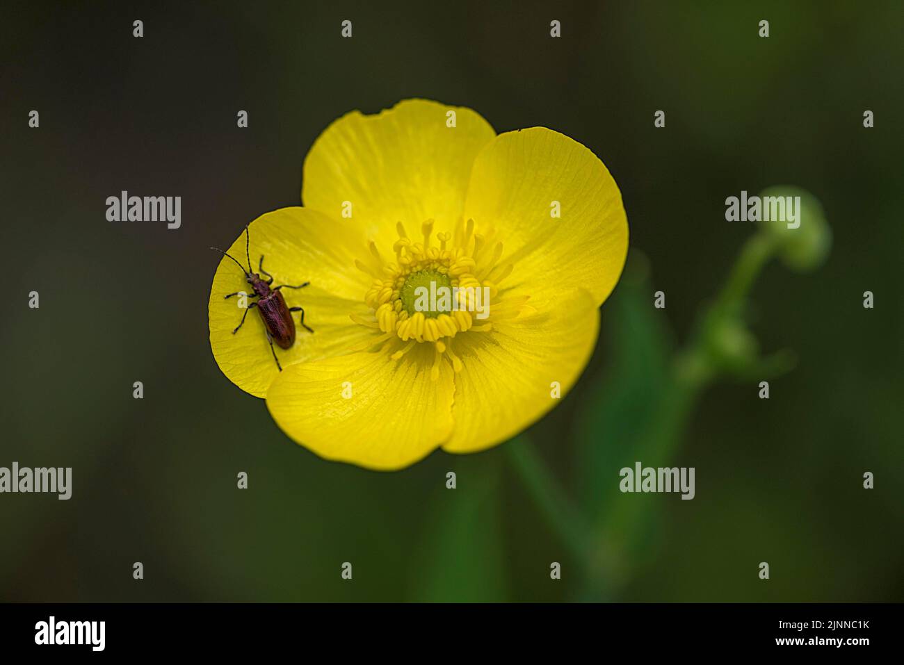 Nénuphar lutea jaune avec coléoptère rouge (Stiptoleptura rubra), Bavière, Allemagne Banque D'Images