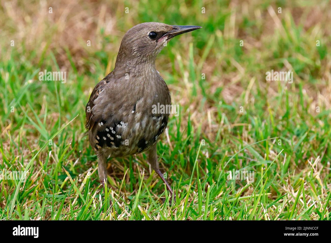 Jeunes étoiles communes (Sturnus vulgaris) dans un pré, jeune oiseau non coloré, Schleswig-Holstein, Allemagne Banque D'Images