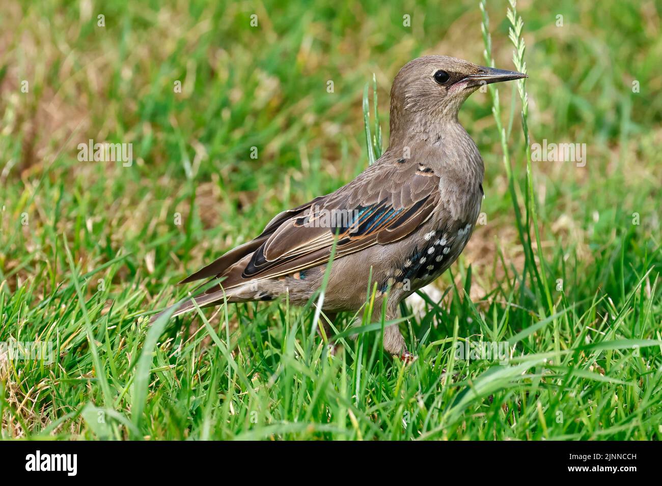 Jeunes étoiles communes (Sturnus vulgaris) dans un pré, jeune oiseau non coloré, Schleswig-Holstein, Allemagne Banque D'Images