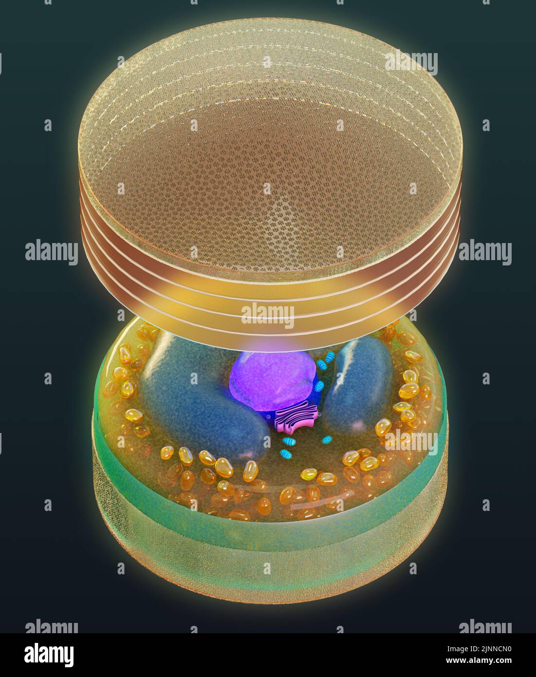 Structure d'un diatomée centrique générique, illustration Banque D'Images
