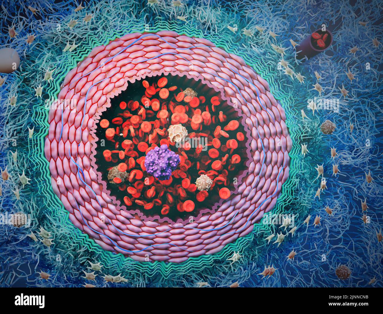 Artère avec cellules sanguines et CTC, illustration Banque D'Images