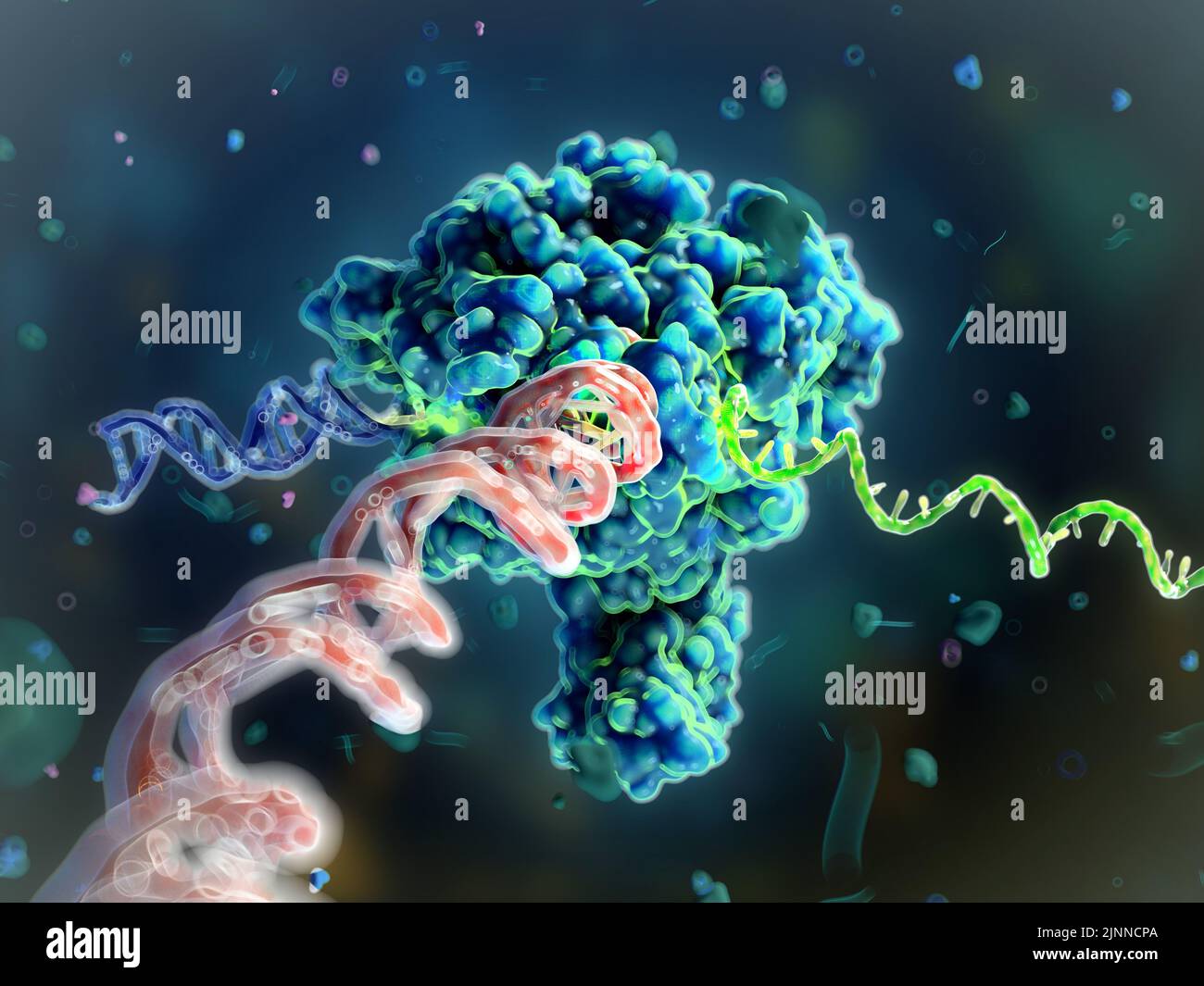 ARN polymérase II transcrivant l'ADN à l'ARNm, illustration Banque D'Images