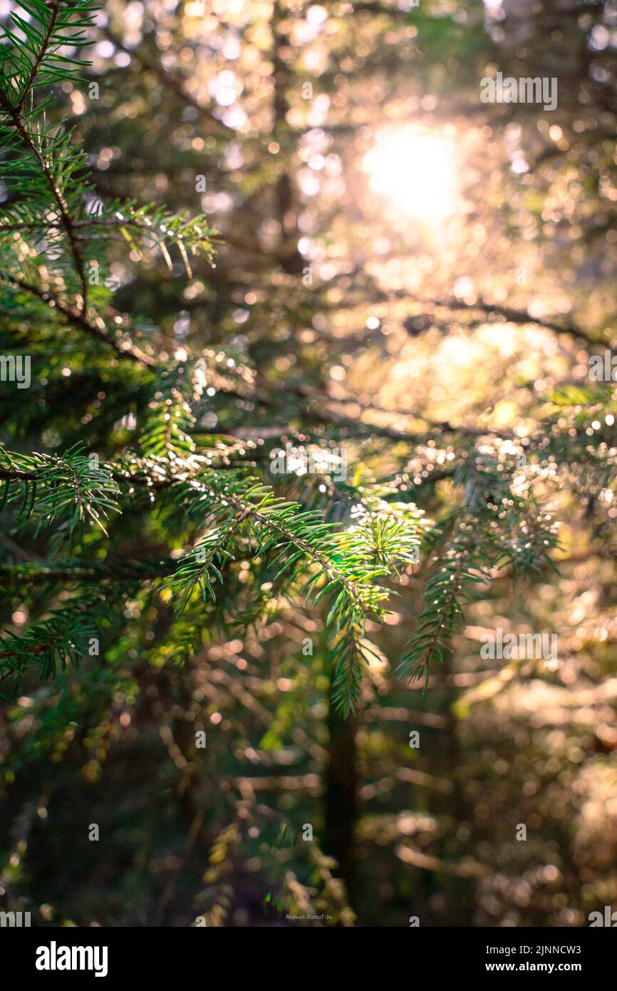 Branche de sapin dans la lumière du soleil dans la Forêt Noire, Unterhaugstett, Allemagne Banque D'Images