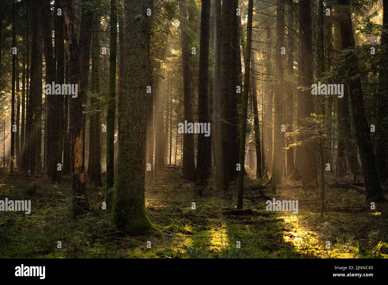 Poutres de soleil dans la Forêt Noire profonde, Forêt Noire, Unterhaugstett, Allemagne Banque D'Images