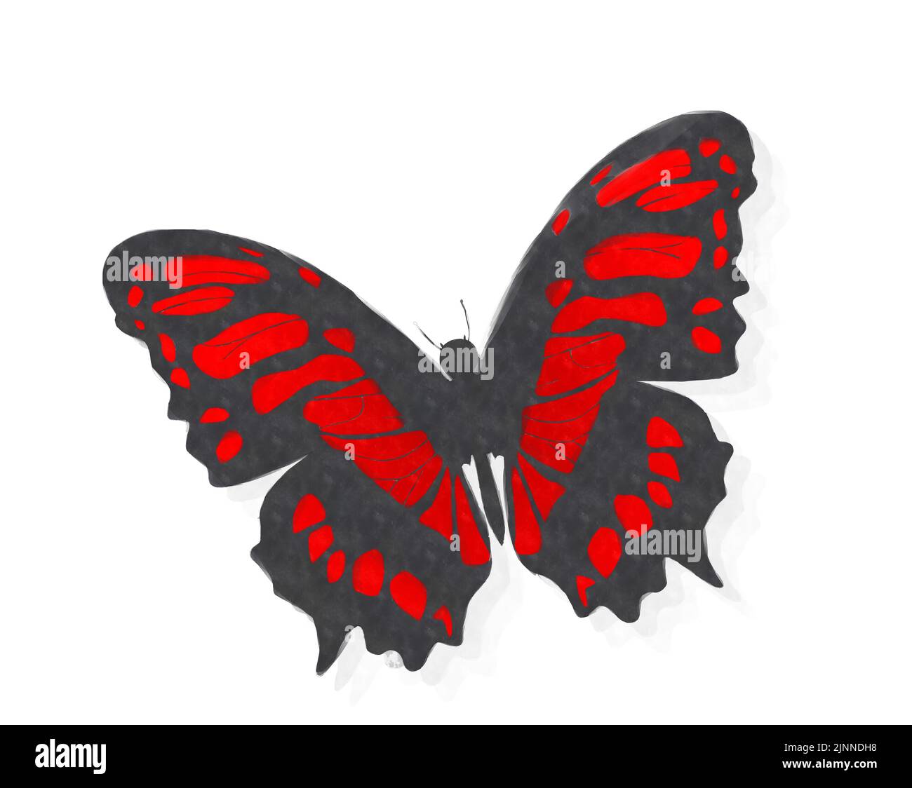 Dessin de style aquarelle d'un papillon rouge sur fond blanc Banque D'Images