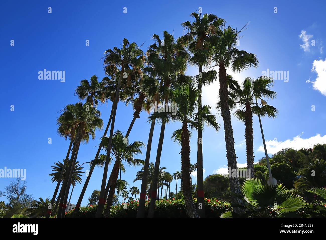 Groupe de palmiers à Las Palmas de Gran Canaria. Las Palmas, Grande Canarie, Îles Canaries, Espagne Banque D'Images