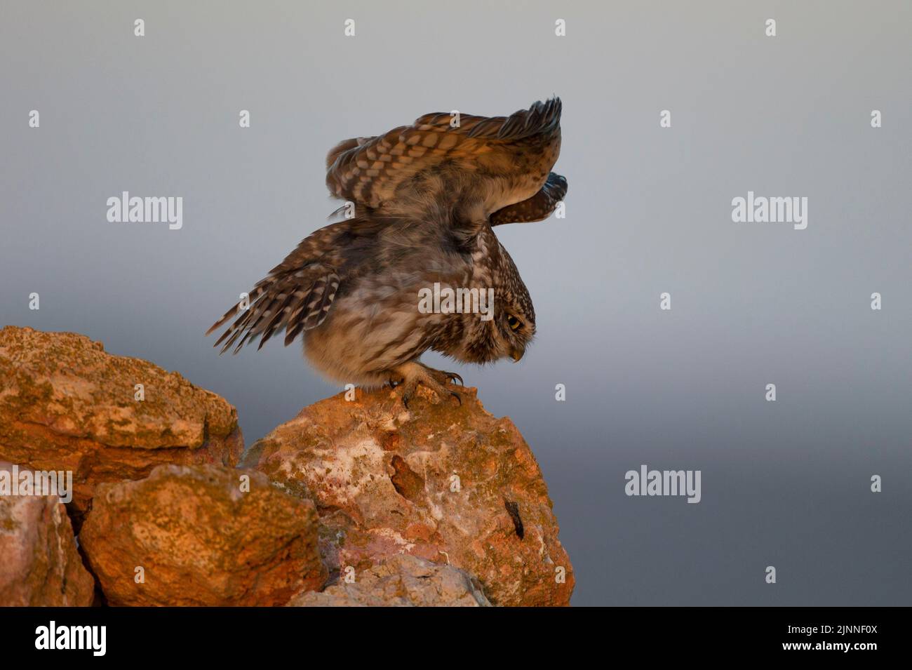 Little Owl (Athene noctua) s'étend sur cairn, Extremadura, Espagne, Europe Banque D'Images