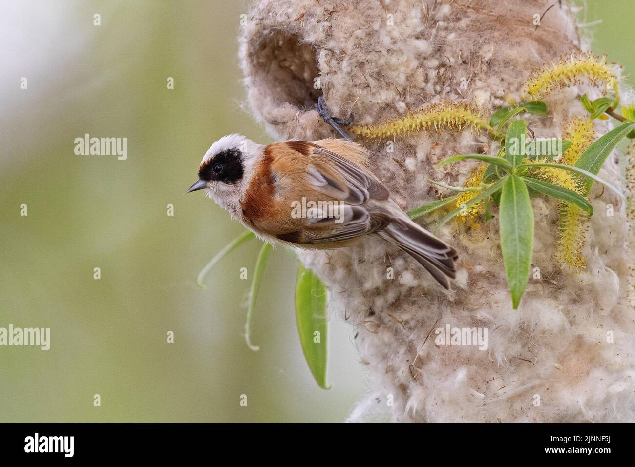 La dîme de penduline eurasienne (Remiz pendulinus) au nid, Thuringe, Allemagne, Europe Banque D'Images