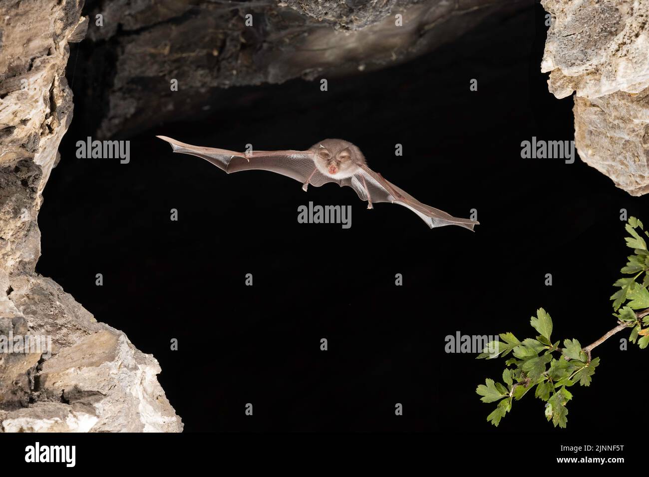 Chauve-souris à moindre fer à cheval (Rhinolophus hippoposideros) en vol, chauve-souris menacée d'extinction en Allemagne, Thuringe, Allemagne Banque D'Images