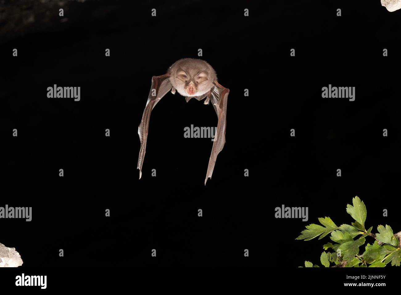 Chauve-souris à moindre fer à cheval (Rhinolophus hippoposideros) en vol, chauve-souris menacée d'extinction en Allemagne, Thuringe, Allemagne Banque D'Images