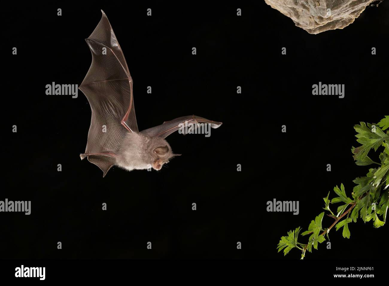 Petite chauve-souris en forme de fer à cheval (Rhinolophus hippoposideros), jeune en vol, chauve-souris menacée d'extinction en Allemagne, Thuringe, Allemagne Banque D'Images