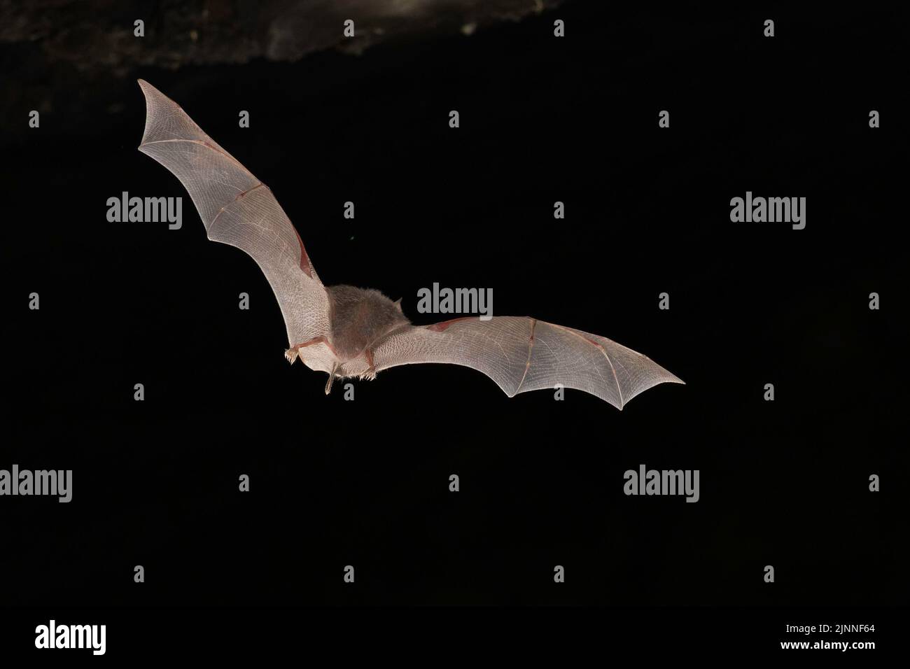 Chauve-souris à moindre fer à cheval (Rhinolophus hippoposideros) en vol, chauve-souris menacée d'extinction en Allemagne, Thuringe, Allemagne Banque D'Images