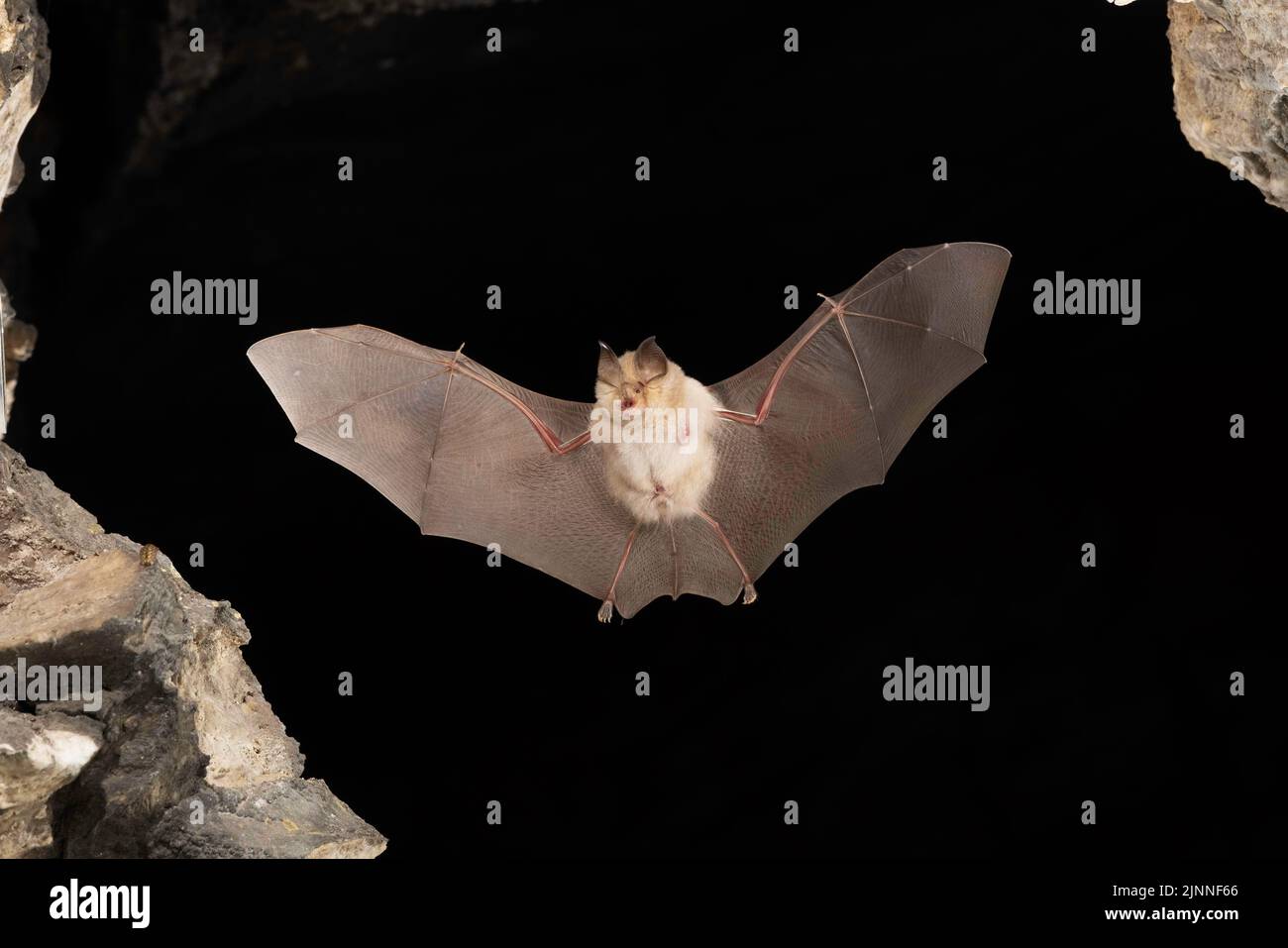 Chauve-souris à moindre fer à cheval (Rhinolophus hippoposideros) en vol, chauve-souris menacée d'extinction en Allemagne, Thuringe, Allemagne Banque D'Images