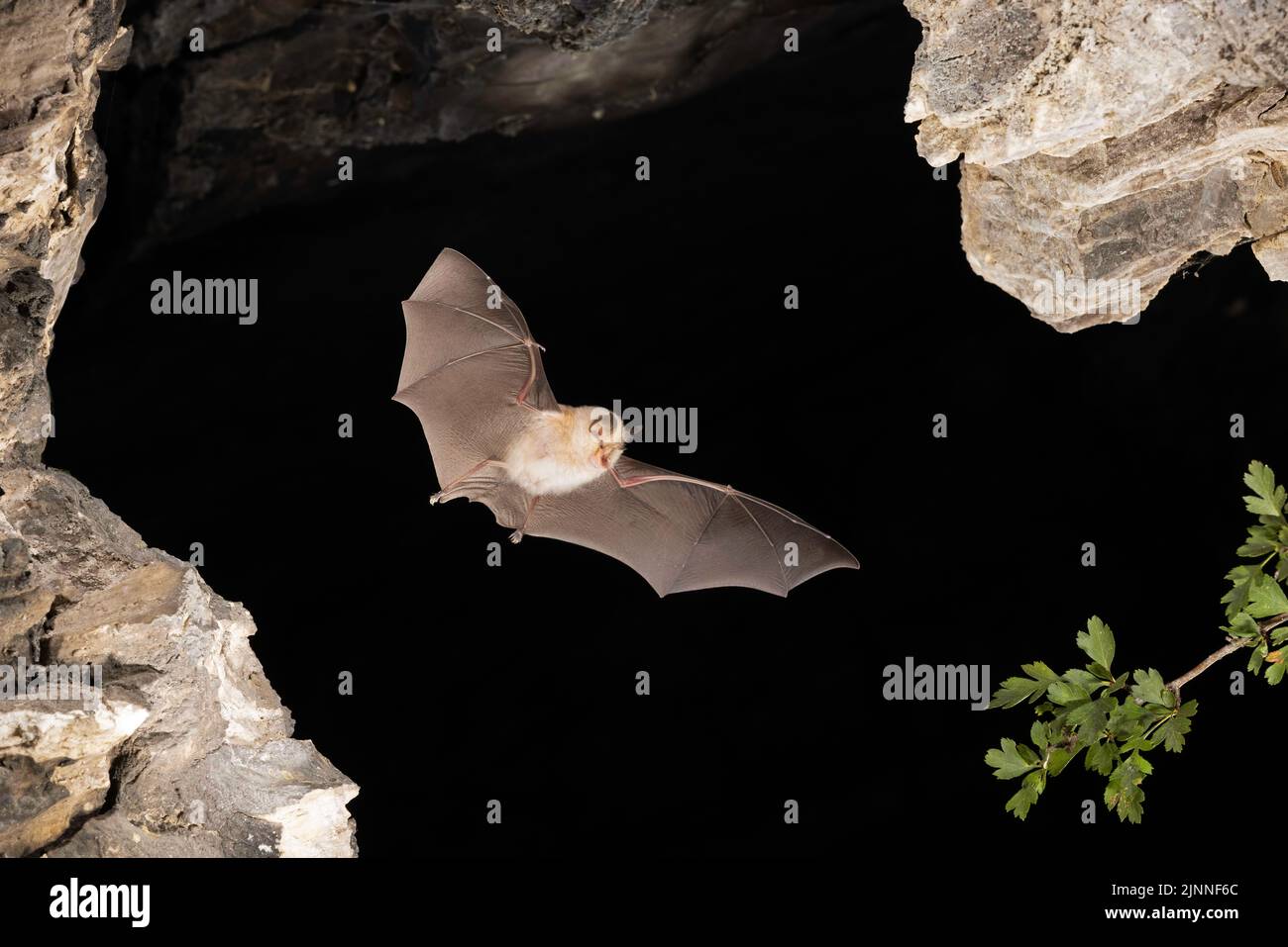 Chauve-souris à moindre fer à cheval (Rhinolophus hippoposideros) en vol, chauve-souris menacée d'extinction en Allemagne, Thuringe, Allemagne Banque D'Images